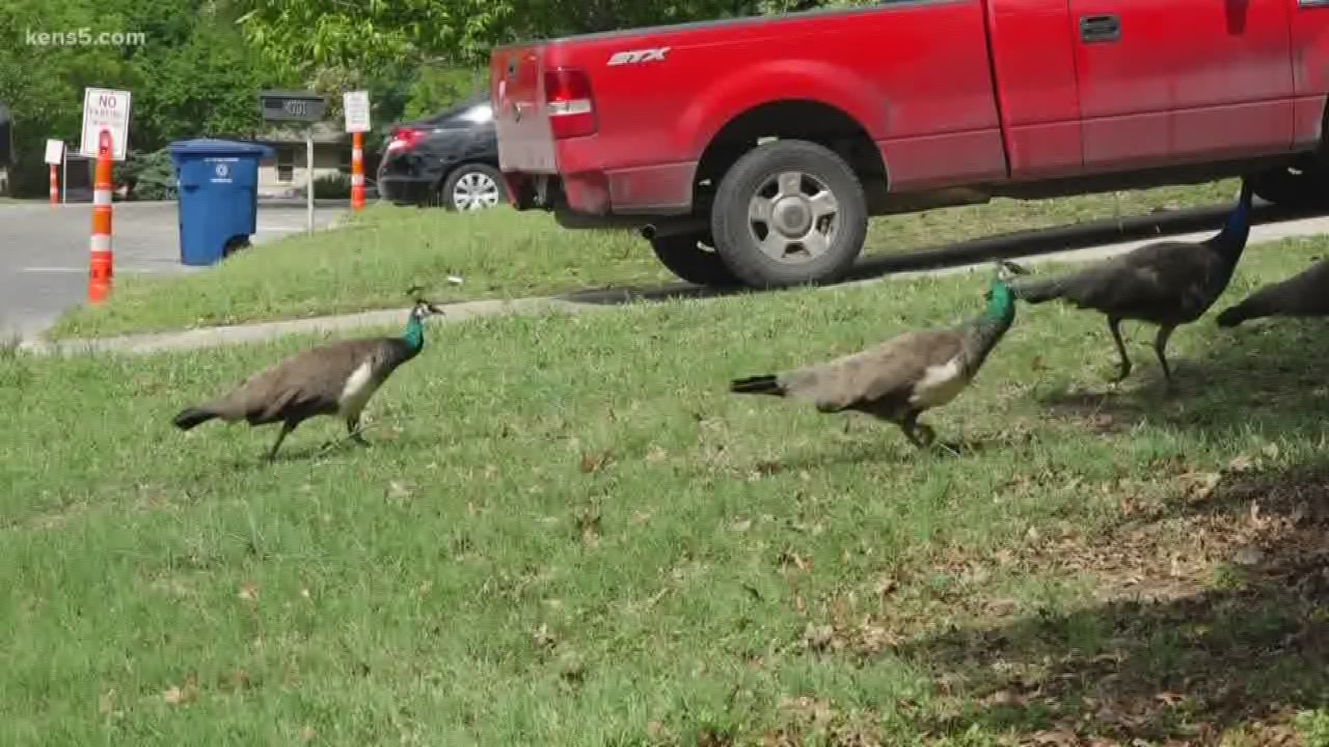 Pet peacock (not peahen) reunited with its owner thanks to tip to  Naperville Animal Control