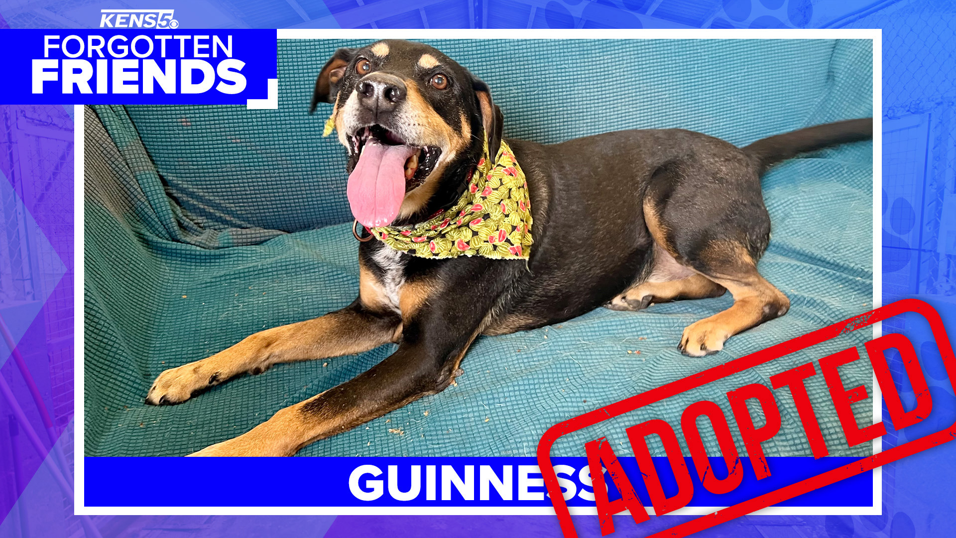 Guinness was found as a stray after walking into a convenience store over a year ago searching for help.