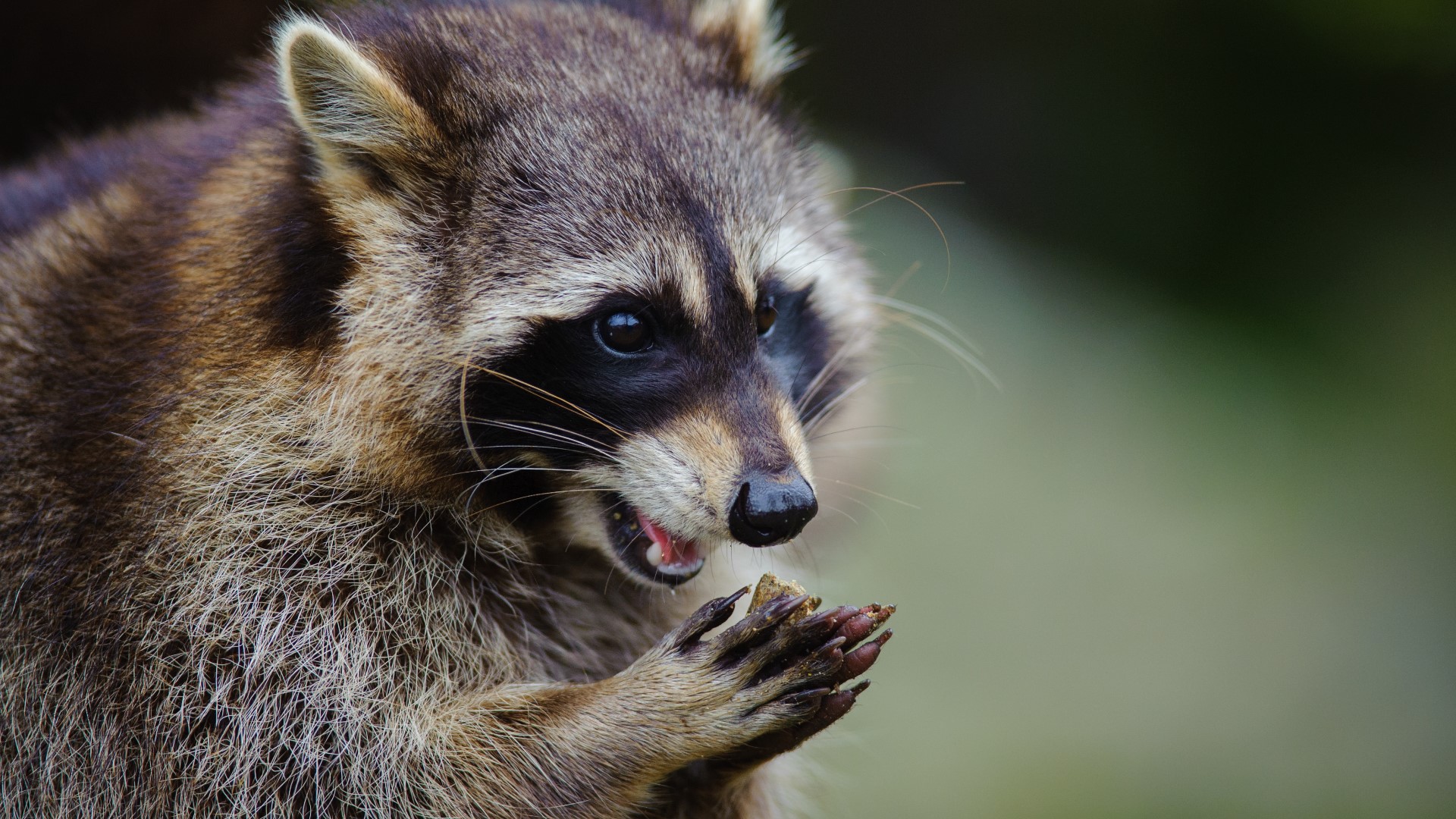 It's the second time in a matter of days that a raccoon is being blamed for a major electricity outage in Seguin.