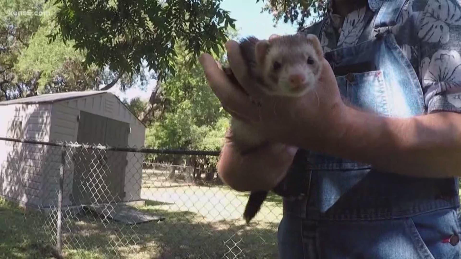 Most of us would do anything to protect our pets. But police in Boerne, Texas say one man's actions went too far to save his emotional support ferret on the run.