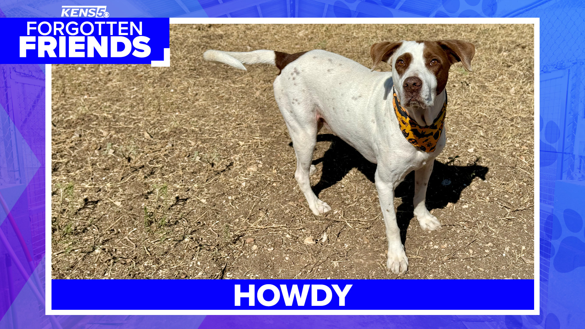 This English Pointer mix is about six years old and just wants to be loved and given endless snacks.