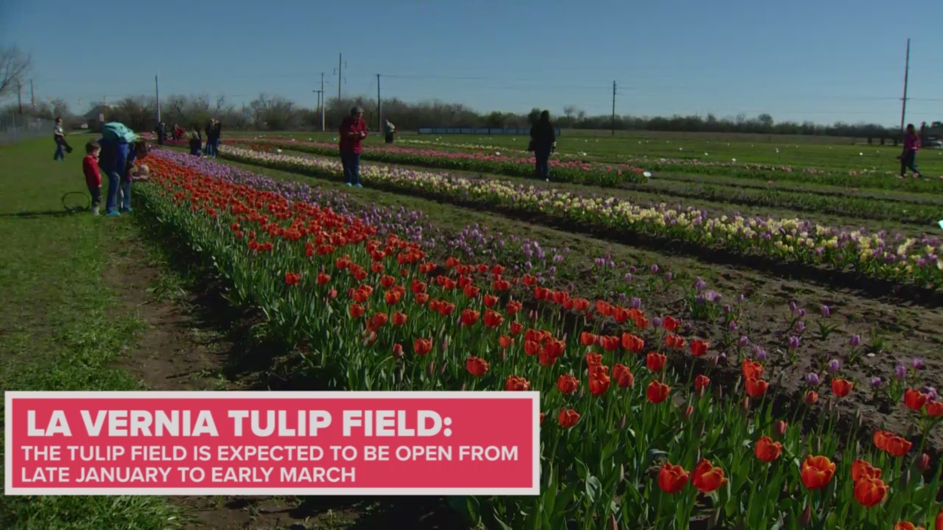 The dreamy San Antonio-area tulip field is now open and it dazzling. Guest can walk up and down rows of colorful tulips and even have a chance to pick their own.