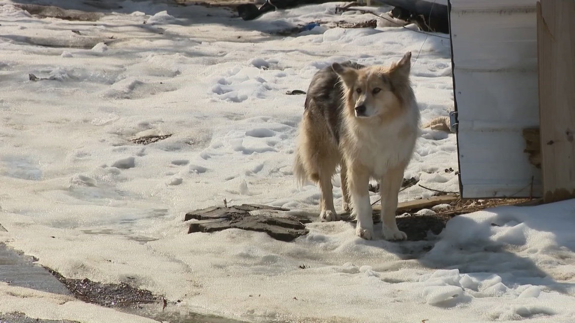 Meet 'real life Lassie' who helped find missing toddler