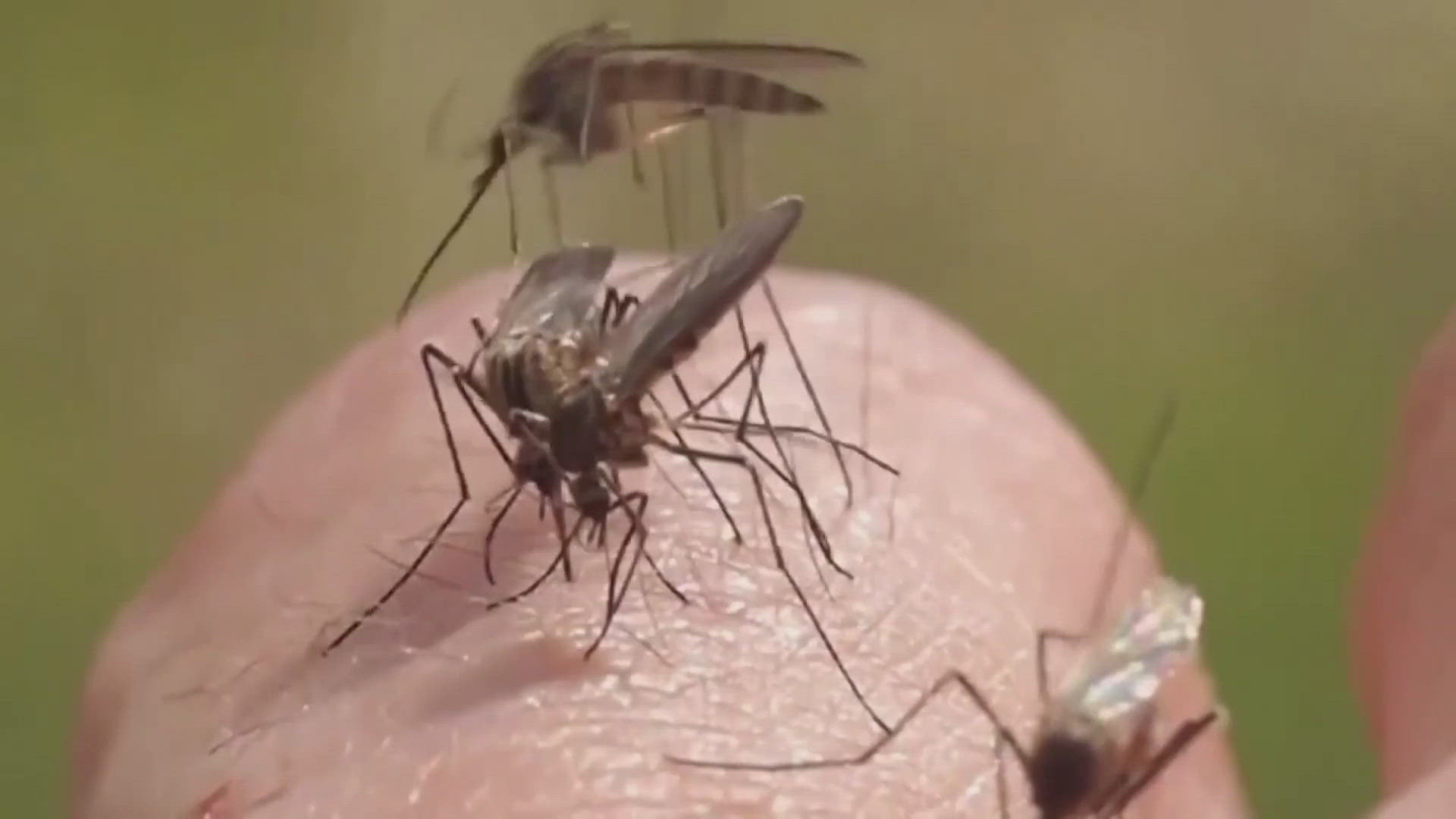 Rain brings more mosquitoes as Metro Health ramps up surveillance ...
