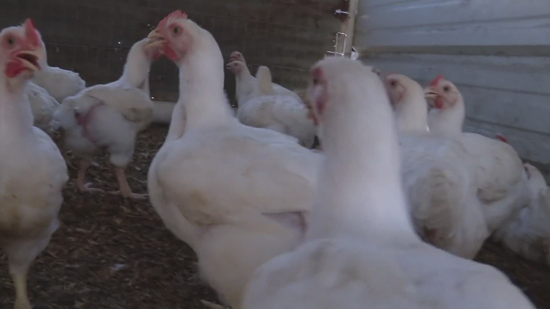 Triple digit temps impacting... chickens!