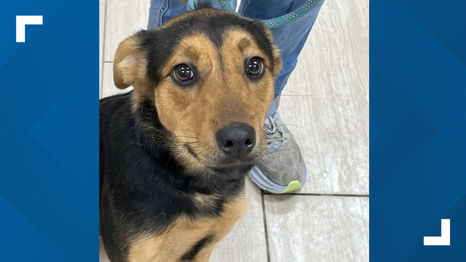 The dog's leash, food and water bowls, as well as a trash can filled with food was left sitting on top of it, all covered by a soaking-wet towel.