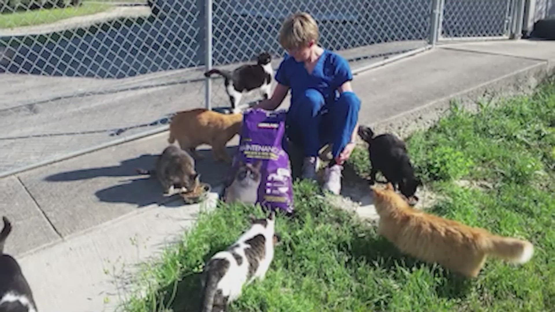With shelters full the cats have no where to go, and could be euthanized. Advocates are asking fosters to help out if they can.