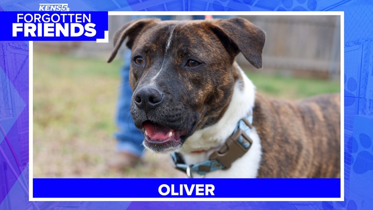 Oliver was 'hot mess' when found, he's healthy now & ready to adopt | Forgotten Friends