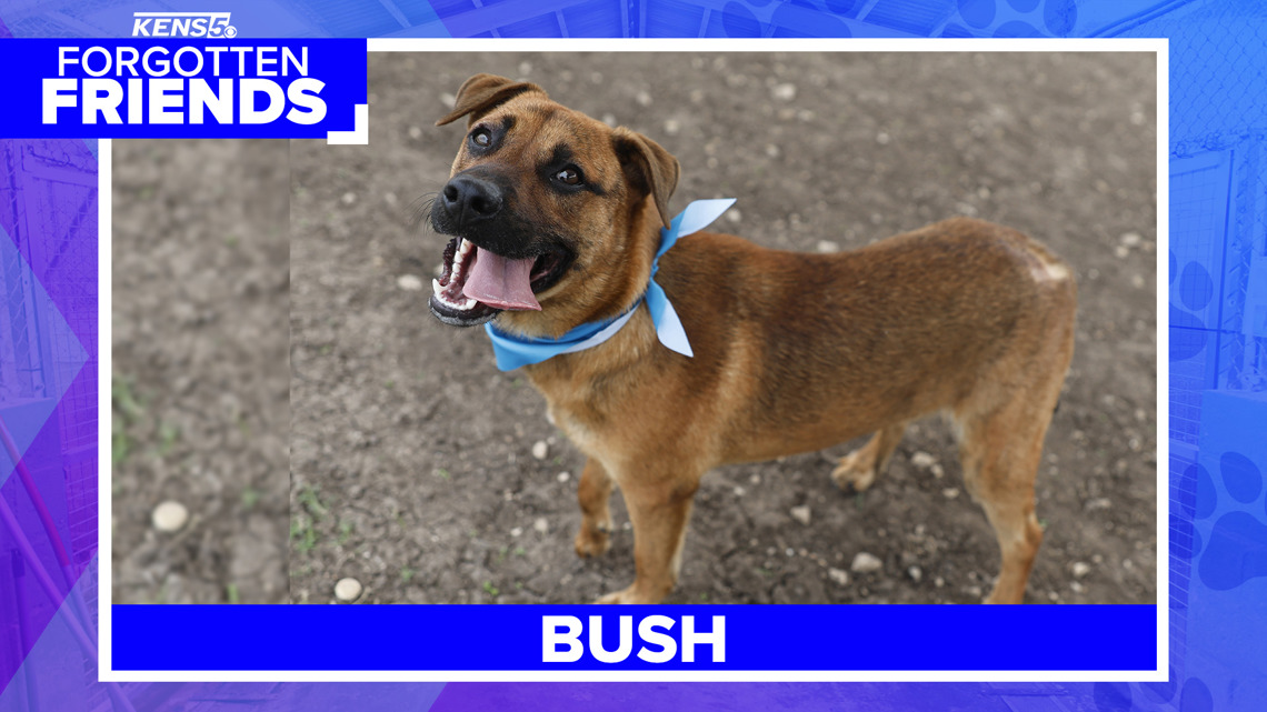 Hit by a car and overlooked for months, Bush is still waiting for someone to choose him | Forgotten Friends