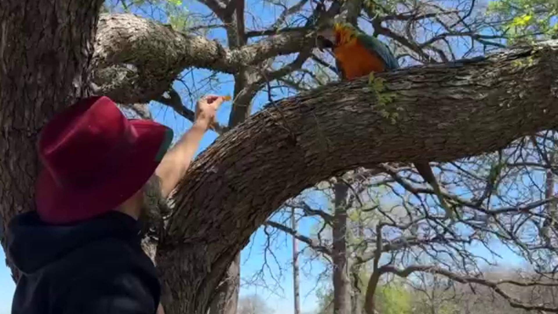 A beloved pet parrot, stuck high up in a tree near Lake Lewisville, Texas for three days has finally been reunited with his family.