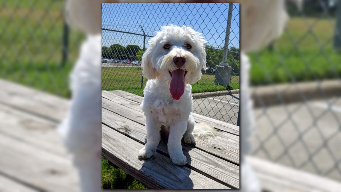 Yanny and Laurel puppies! SA Humane Society names new dogs after viral