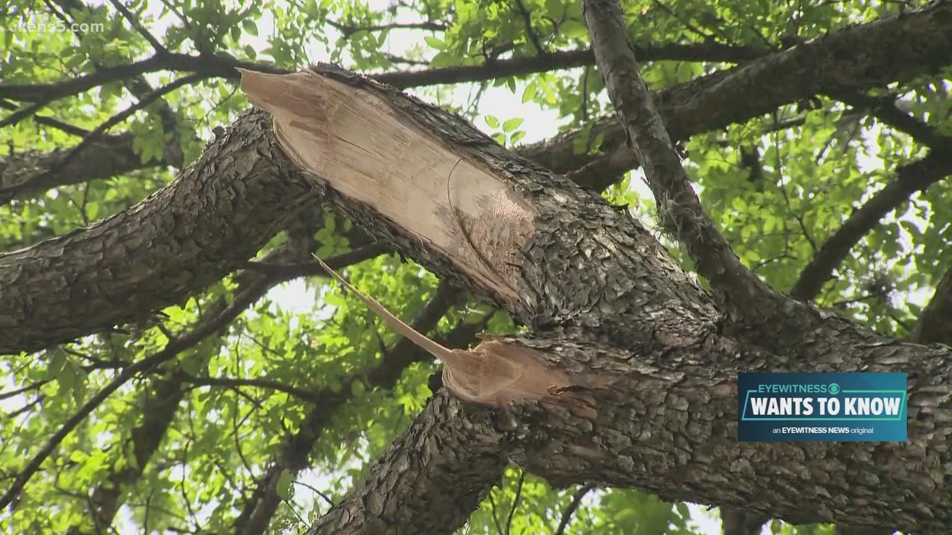 Severe weather often damages trees. How homeowners can avoid some tree trimming schemes that can also damage your pocketbook.