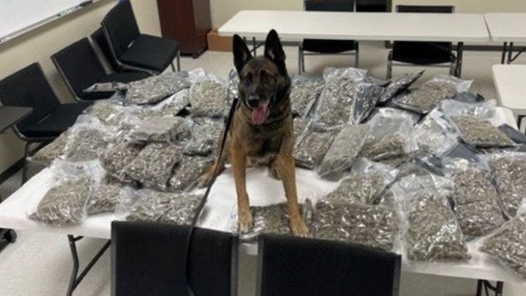 New Braunfels K-9 officer uncovers $400,000 worth of marijuana