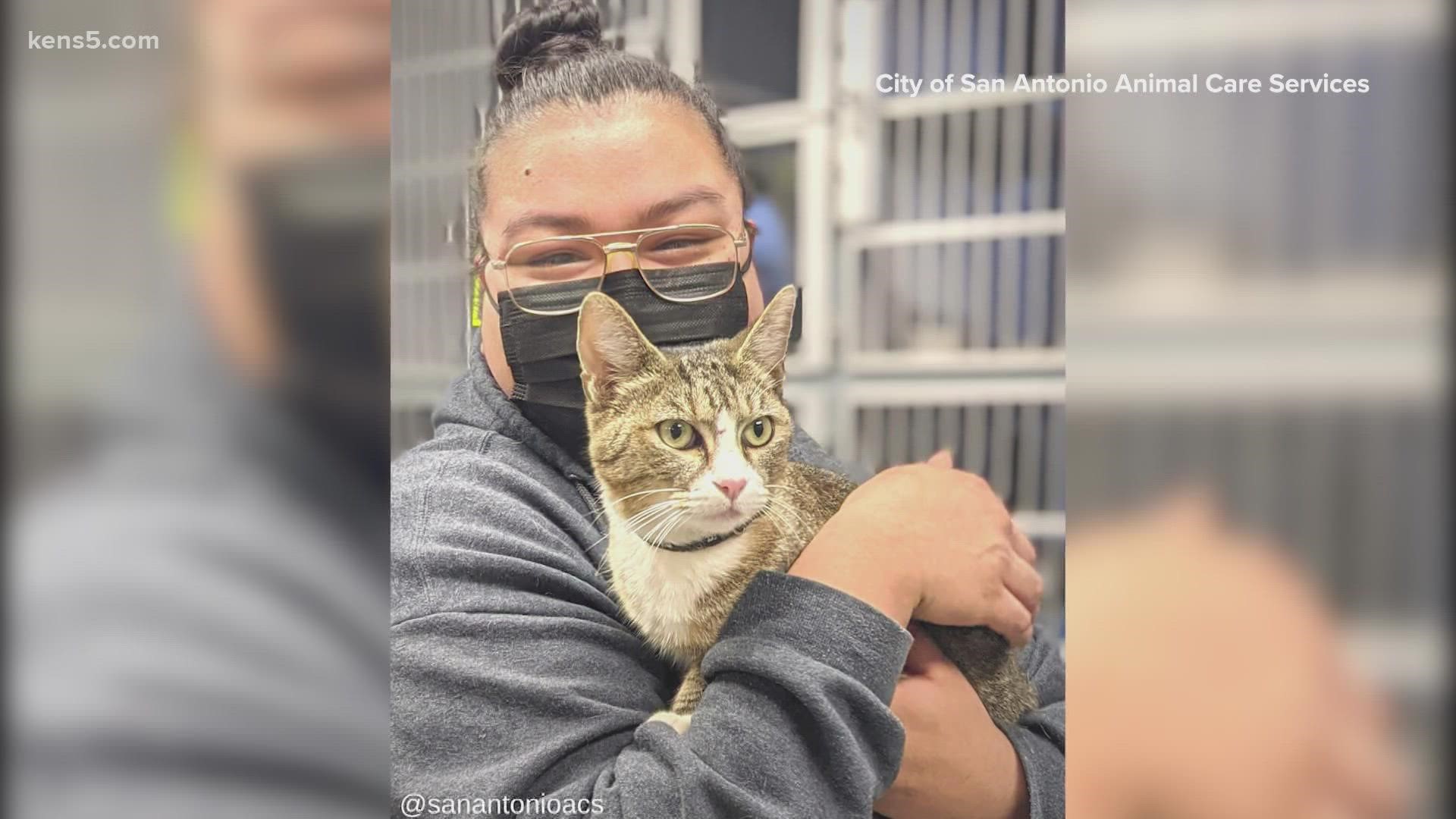 A cat that wandered away from home in 2015 was discovered by Animal Care Services, which had some leg work to do to find her owner.