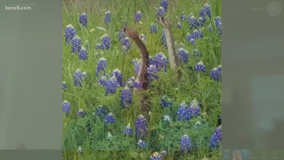 Will Texas wildflowers, bluebonnets make a comeback in 2021? - Vimarsana News