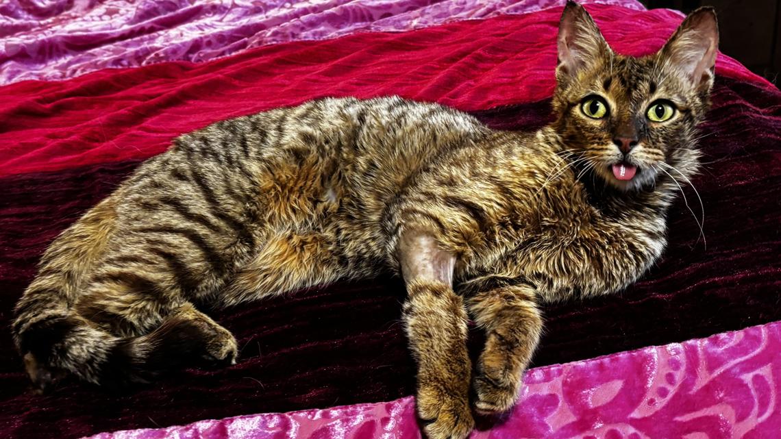 Tiny cat named Teddy fights for a second chance after heartbreaking injuries