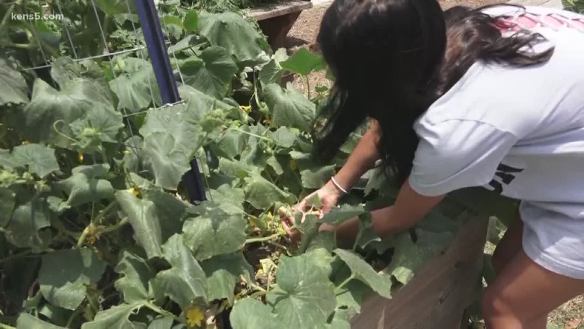 Roosevelt High School students are preparing things like hot pepper jelly and zucchini bread from things grown in their campus garden.