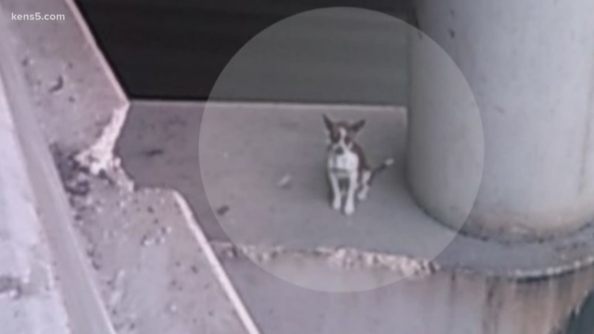 It was an unusual sight on a San Antonio highway. It was a quiet Thursday afternoon when a call came into San Antonio Police about a canine in distress. The call required the help of Animal Care Services. Eyewitness News reporter Jeremy Baker has the story.