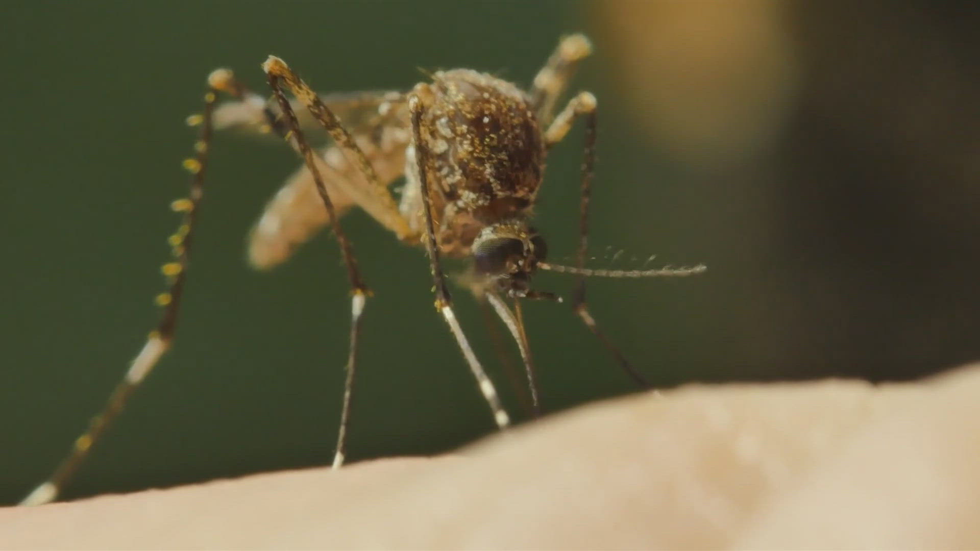 The county is stepping up mosquito abatement efforts in response.