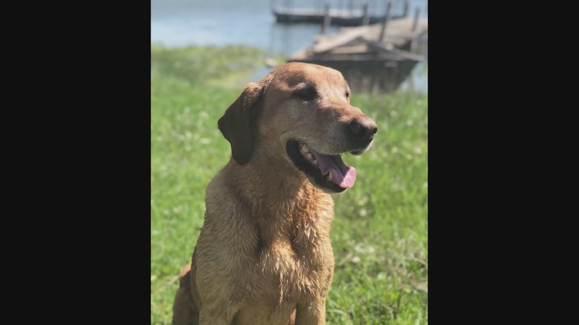 The family claims before they arrived to pick up their beloved pet who had went missing, the shelter had already euthanized him.