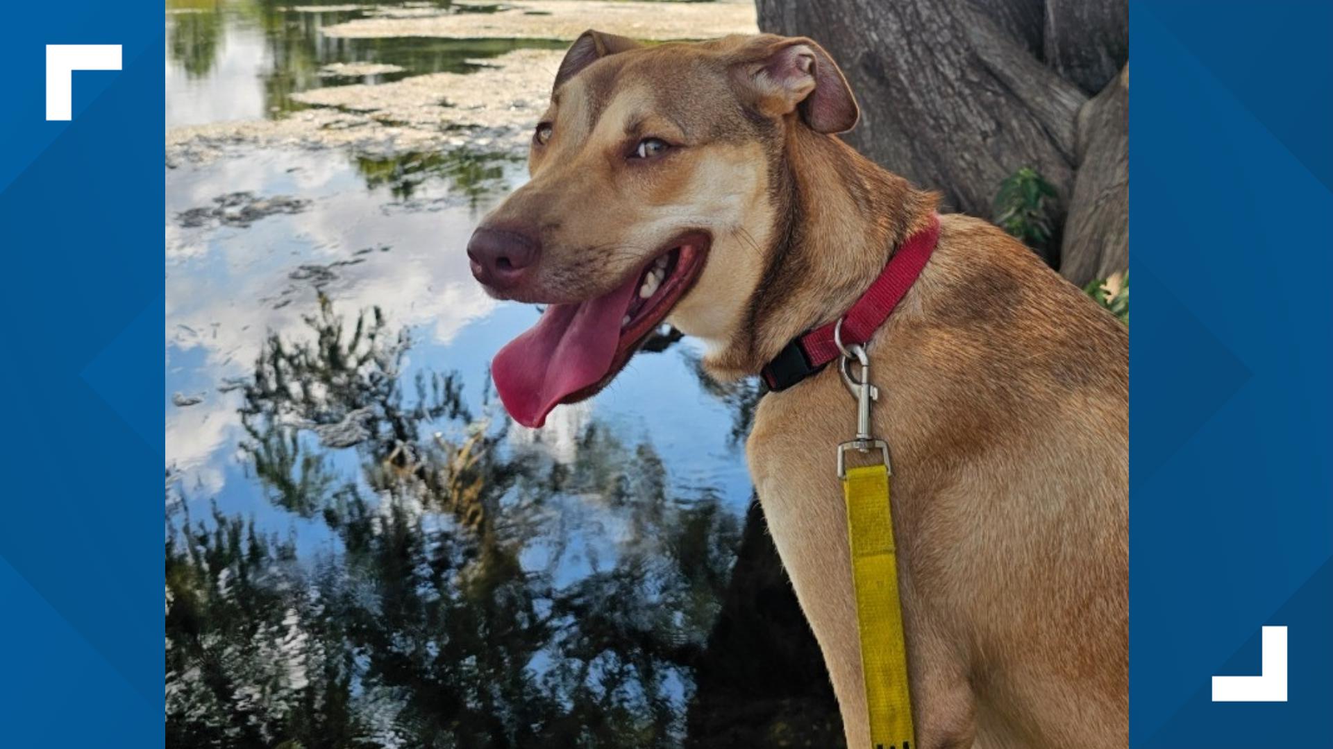 Adopt Fenrir: An Energetic Terrier Mix Awaits His Forever Home