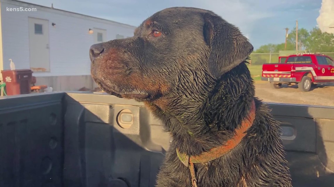 Poteet community unites to rescue two sewage-drenched dogs - Vimarsana News