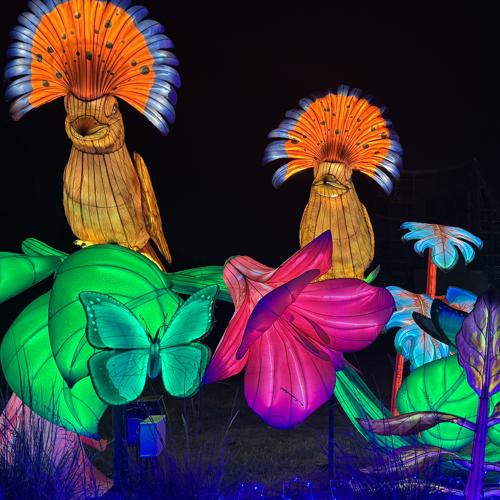 Illuminate returns with new glow as San Antonio Botanical Garden teases ...