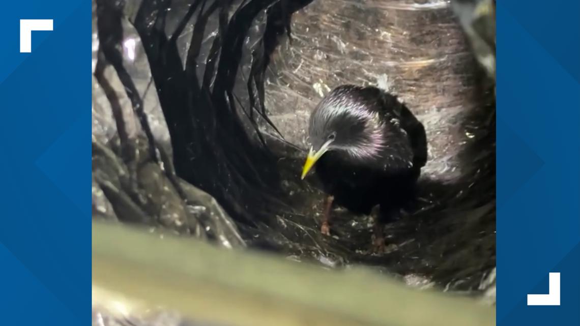 Converse firefighters wing it during bird rescue