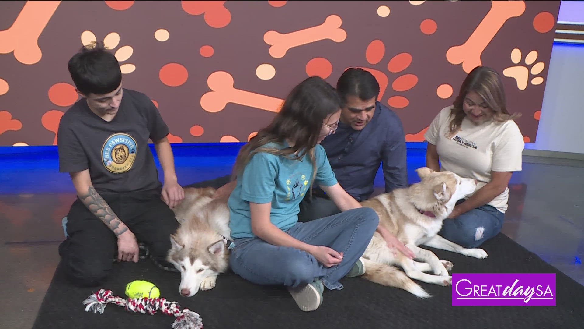 Paul meets some adorable Huskies that are ready for their fur-ever home from Bee Pawsitive Husky Rescue. 