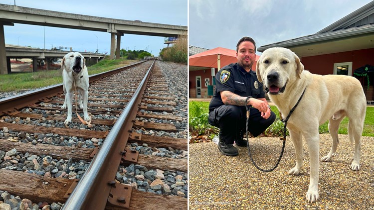 Lucky the dog needs a new family after he was freed from a railroad track