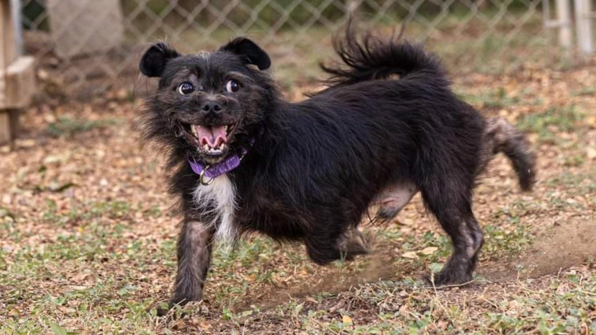 He was found by a man in Blanco, who couldn't keep him permanently, but kept him for more than eight months until the shelter could take him in.