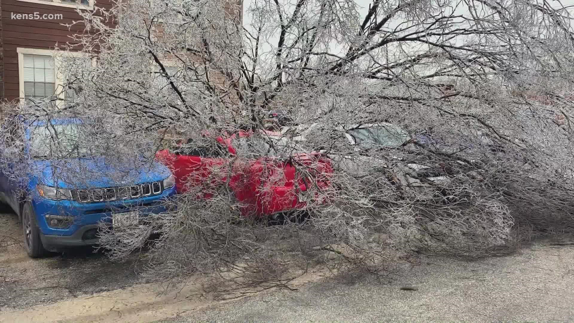 Experts said ice can increase the weight of branches up to 30 times.