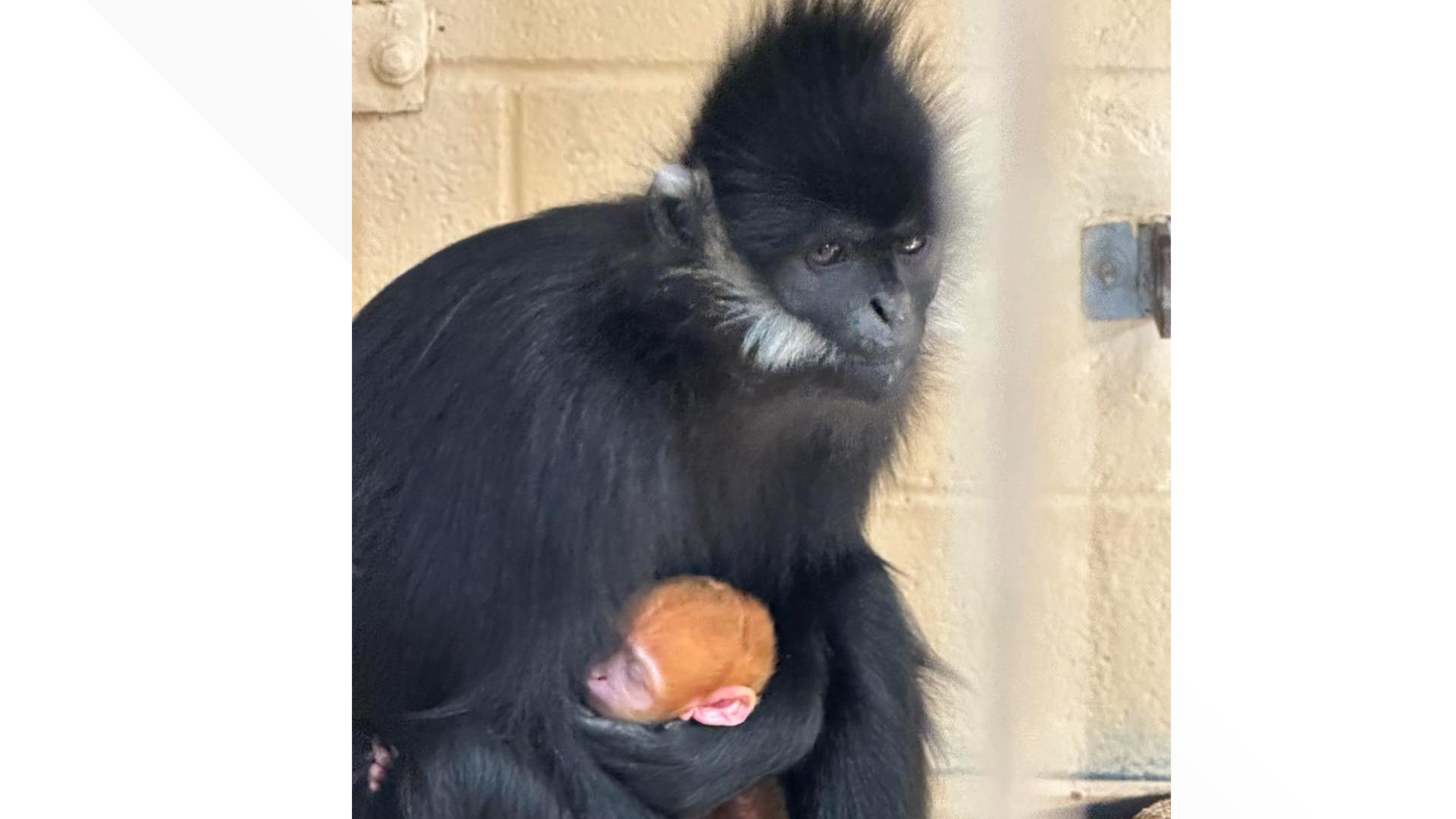 Baby Langur Born At The San Antonio Zoo | Kens5.com