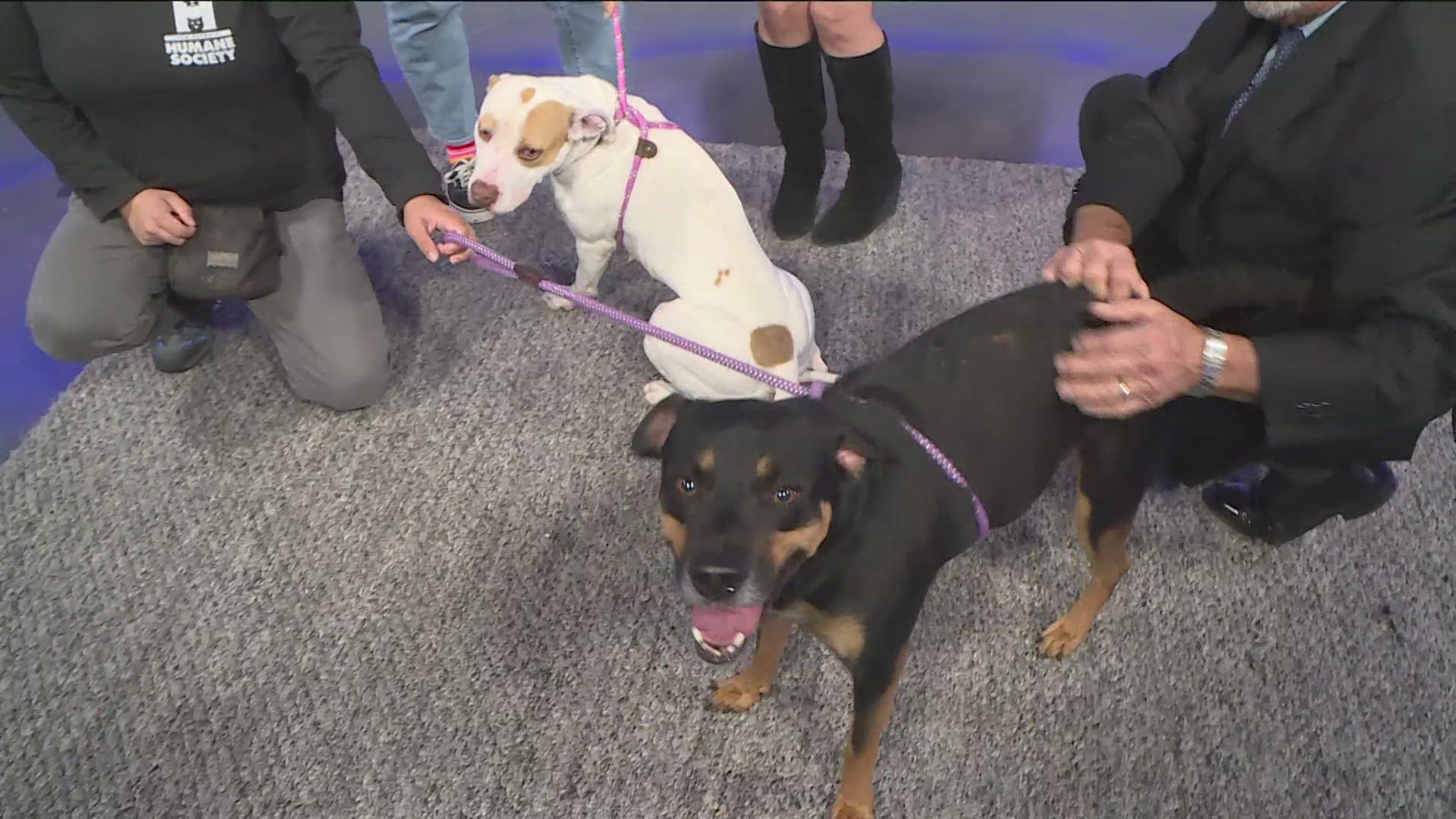 Malachi is a 3-year-old Rottweiler and Minnie Mouse is a 3-year-old American Pit Bull Terrier.