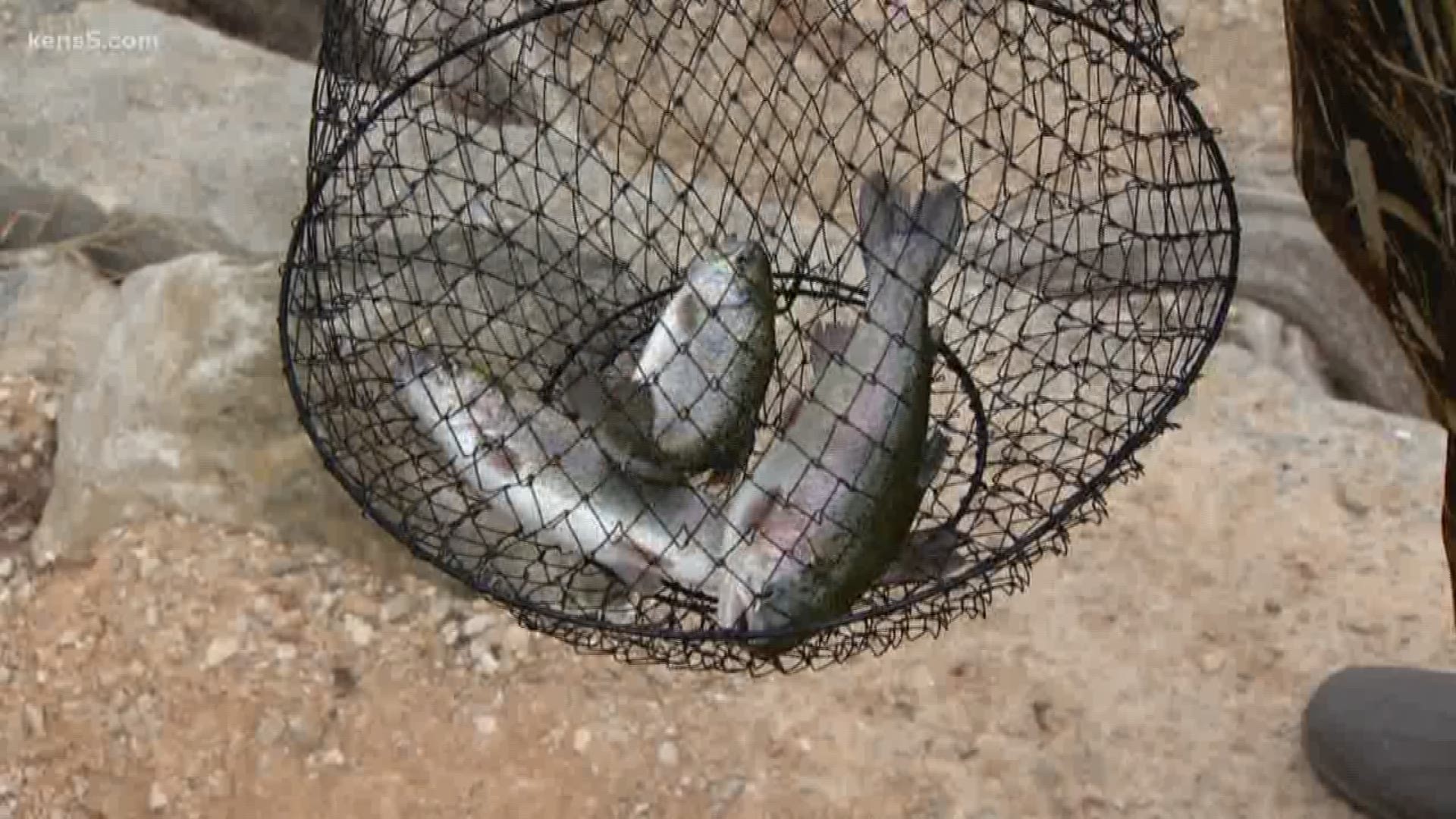 Rainbow trouts draw thousands of fishermen to the banks and into the water of the Guadalupe River every year.