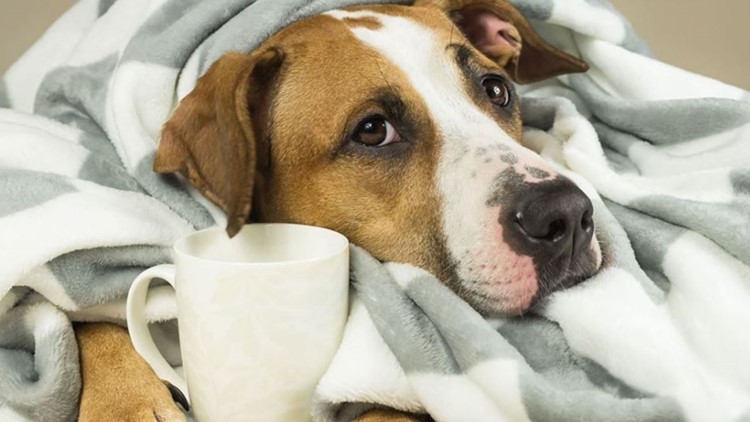 Pet rescue needs blankets to help keep dogs warm during freezing temps