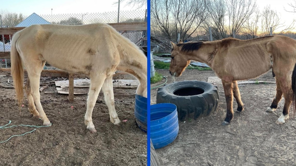 Emaciated horses rescued from deplorable conditions, BCSO says