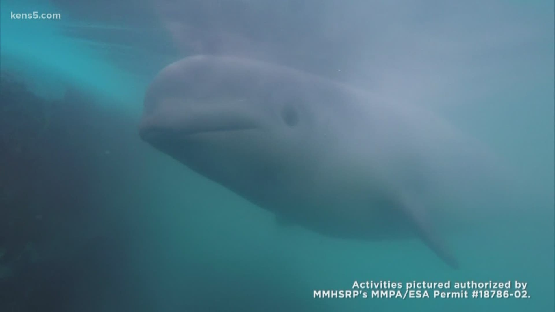 Tyonek, the endangered beluga calf found abandoned in Western Cook Inlet, Alaska, has been under treatment for persistent digestive challenges since he was rescued more than a year ago. He is now being treated around the clock at SeaWorld San Antonio.