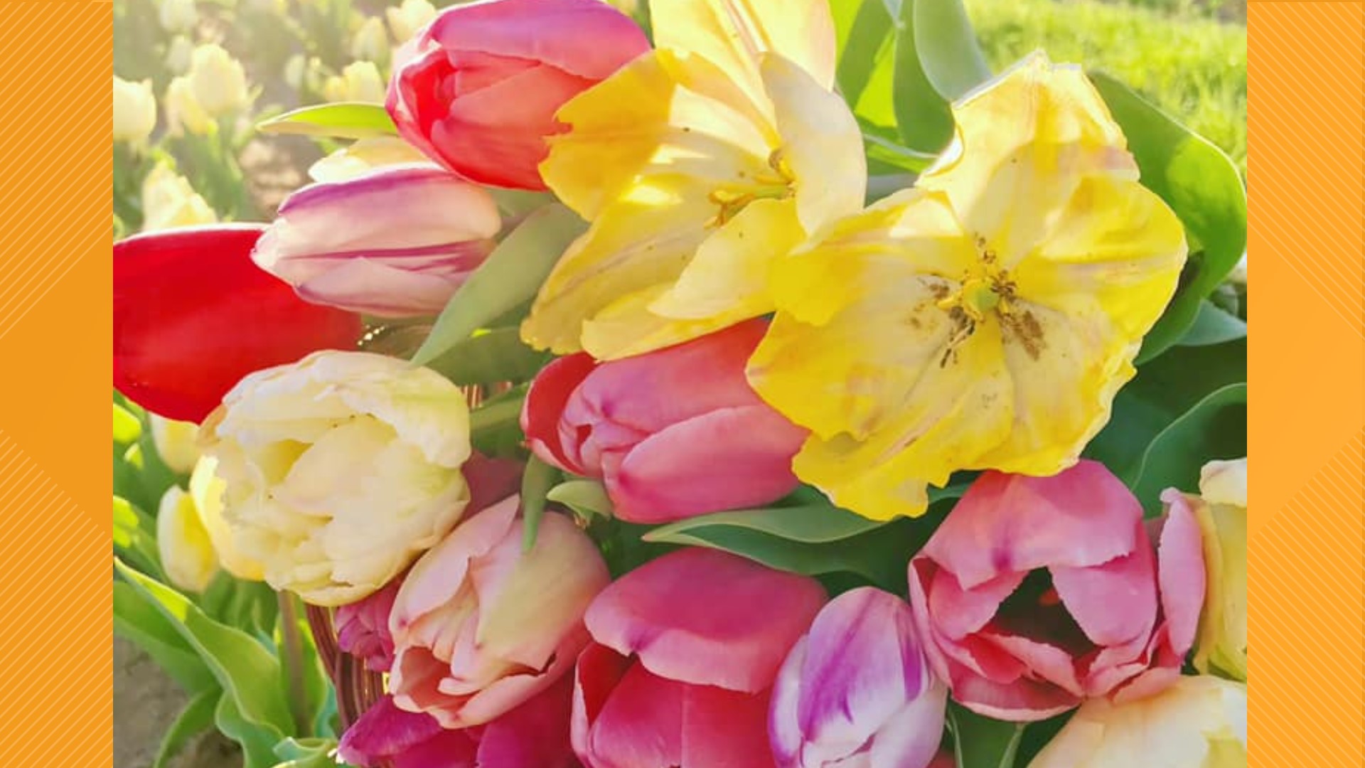 San Antonio area tulip field will open this week