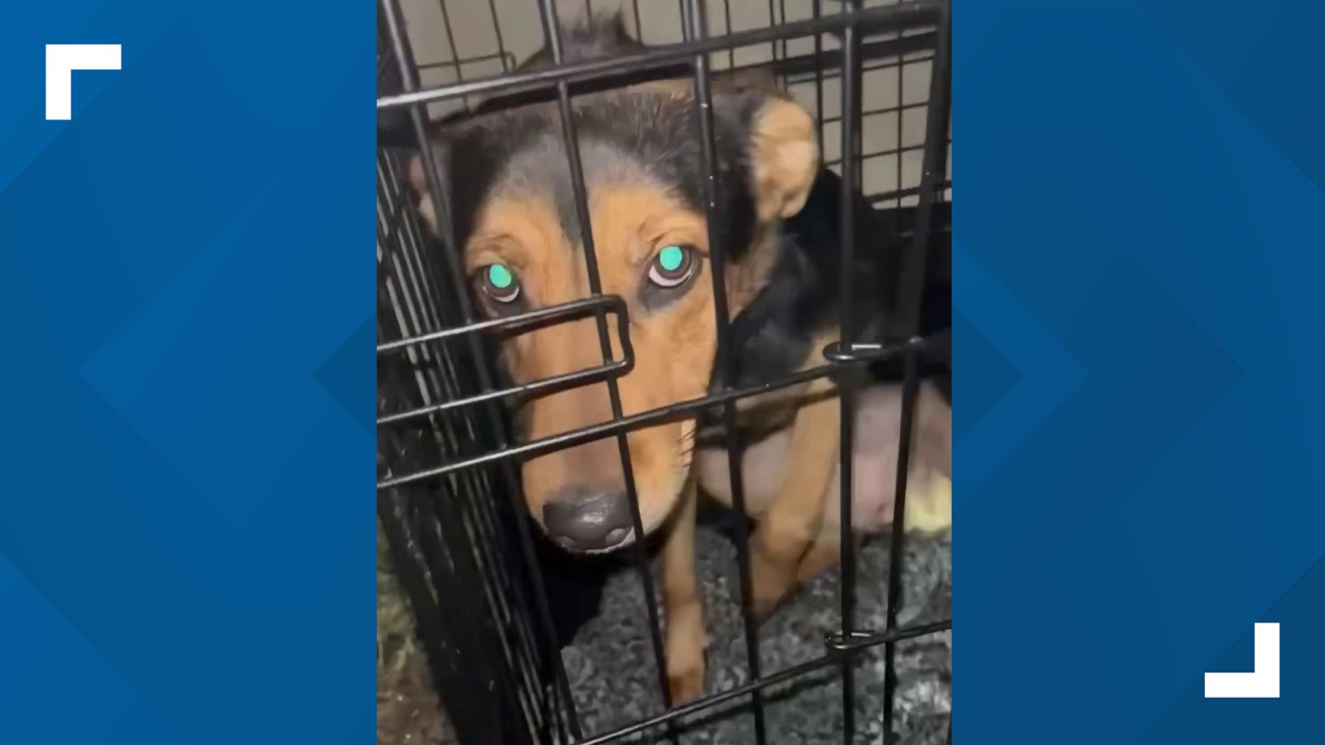 The dog's leash, food and water bowls, as well as a trash can filled with food was left sitting on top of it, all covered by a soaking-wet towel.