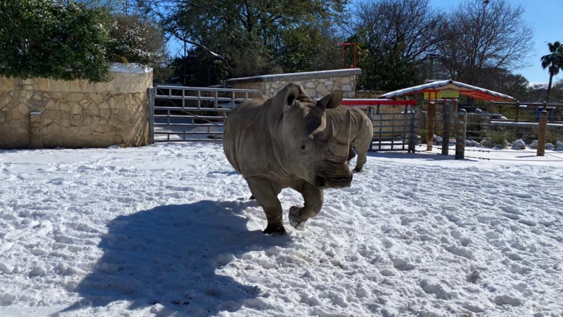 San Antonio Zoo animals play in the snow 
