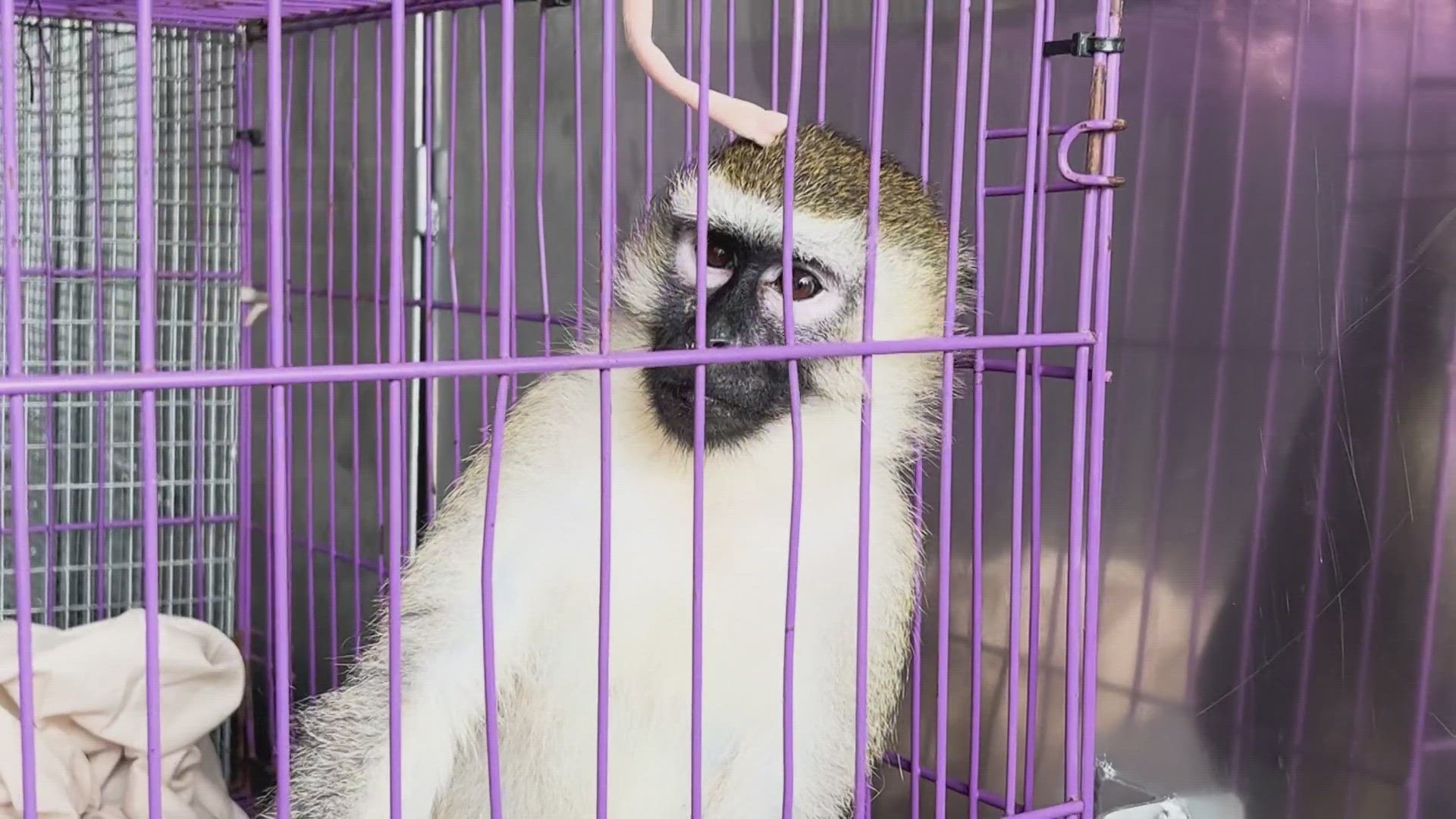 The Vervet monkey is now in ACS custody after biting the boy on the ear during a family gathering.