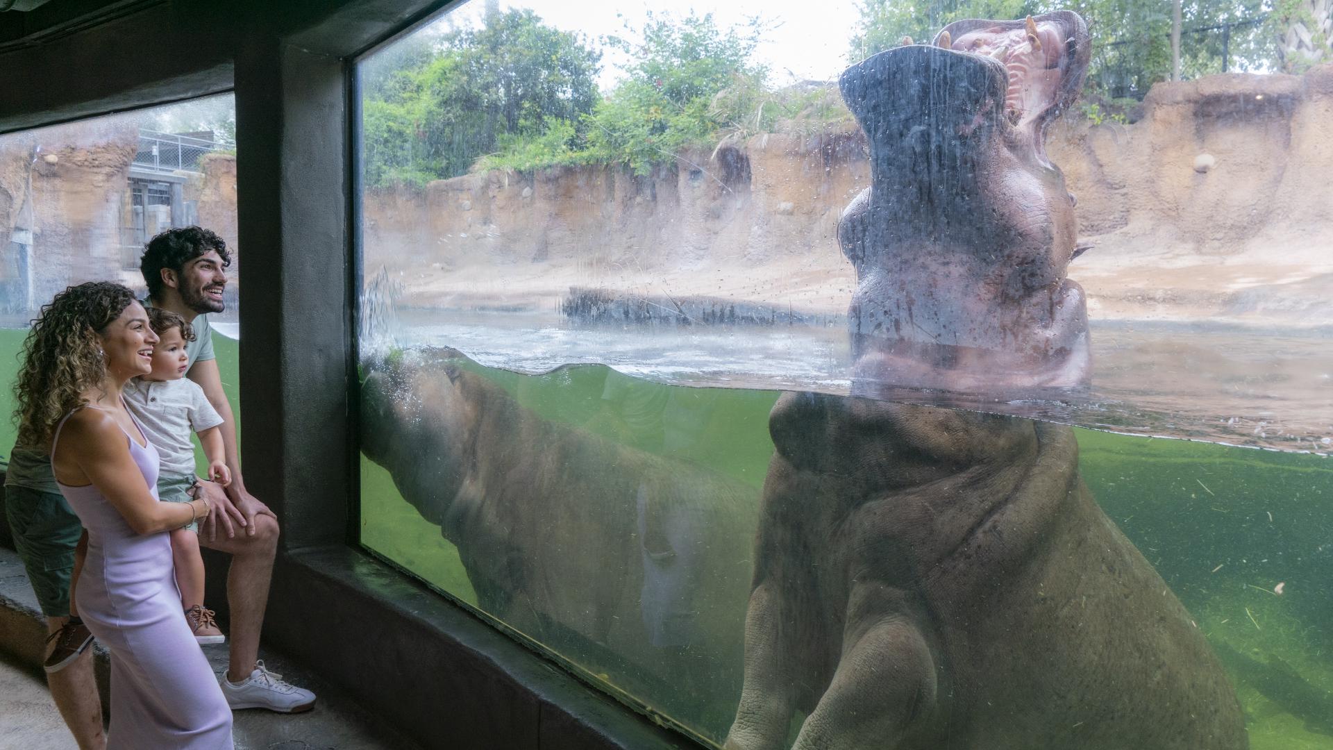 San Antonio Zoo gives tourism workers a wild week of free admission ...