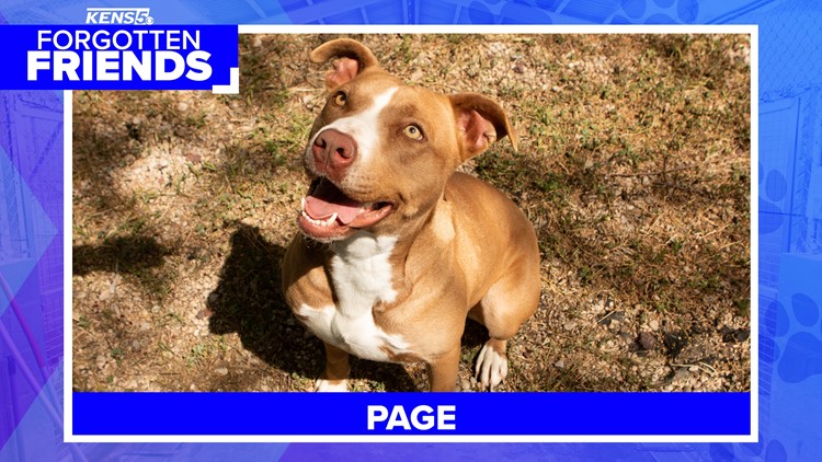Page was found abandoned  back in March and was scared of people | Forgotten Friends