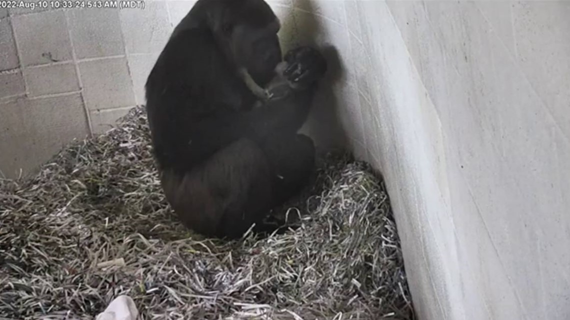 Sam the gorilla gives birth at Albuquerque zoo