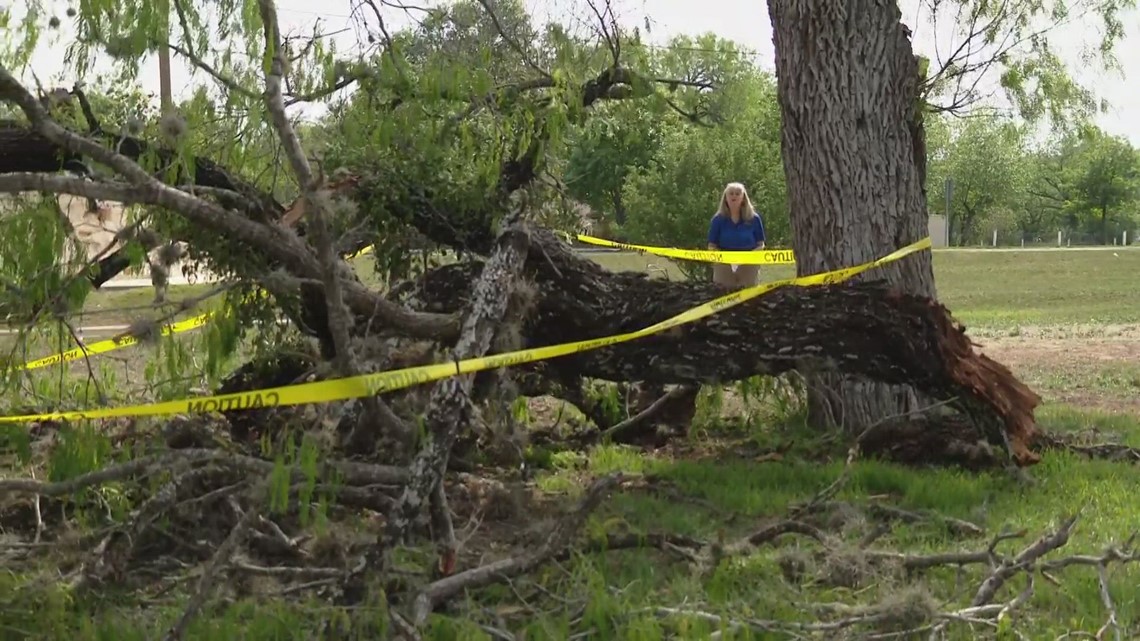 What San Antonians need to know about falling trees ahead of Easter weekend - Vimarsana News