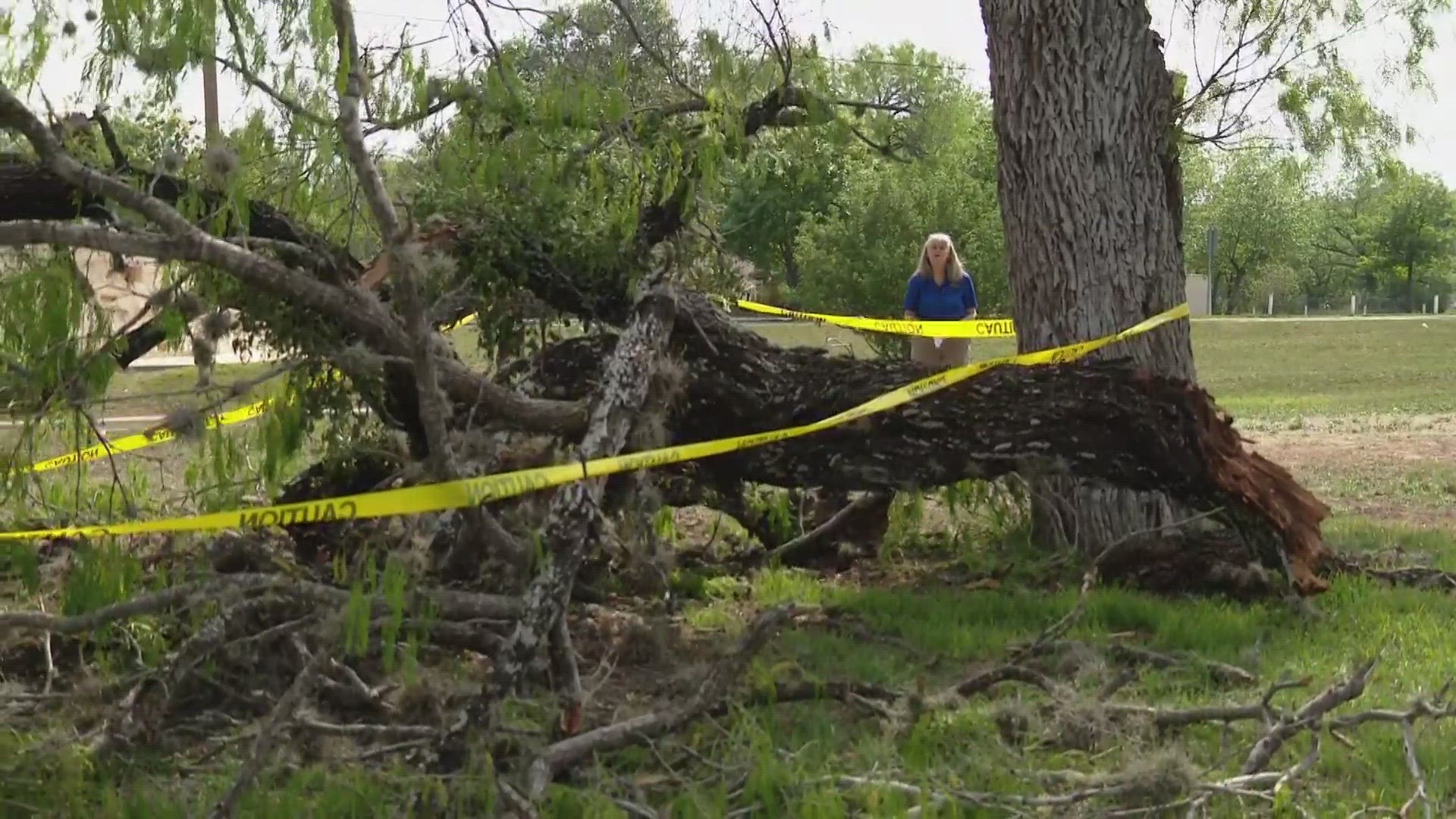 You can always report fallen trees to the city.