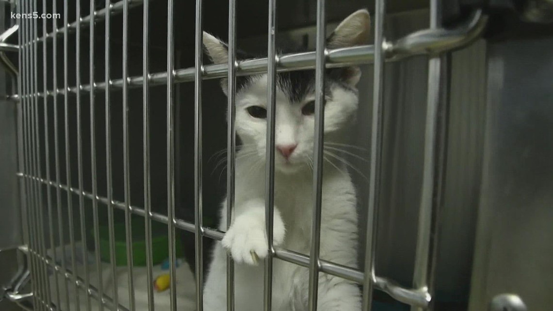 San Antonio Pets Alive! joins effort to 'Empty the Shelters' - Vimarsana News