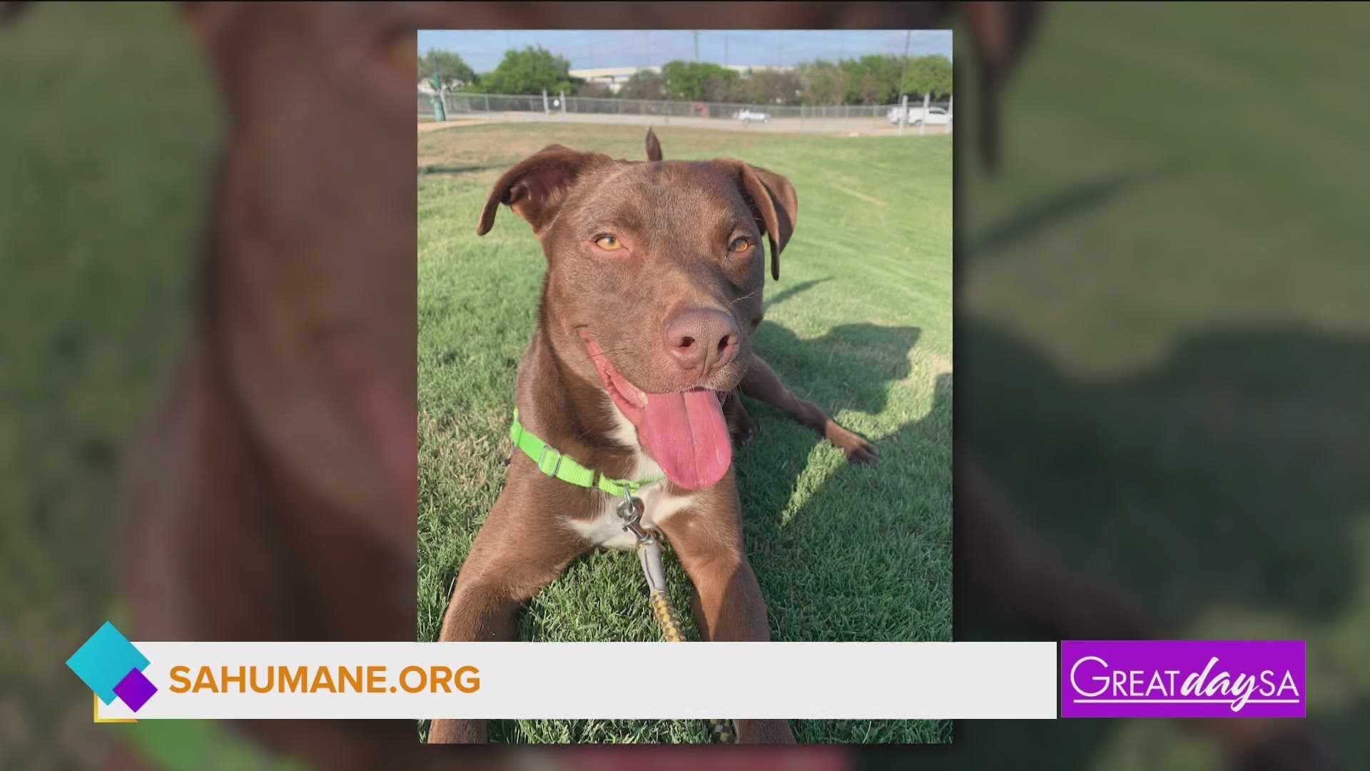 SA Humane is trying to find homes for 4 of their puppies! Are you the perfect match?