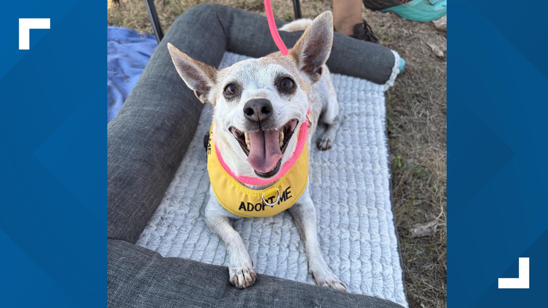 Shyla is still waiting after spending months at shelter with not one ...